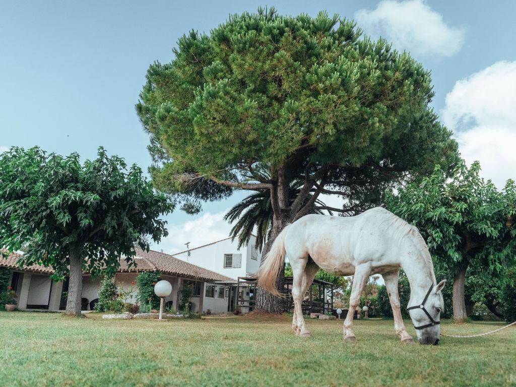 Hotel Mas Des Barres Saintes-Maries-de-La-Mer